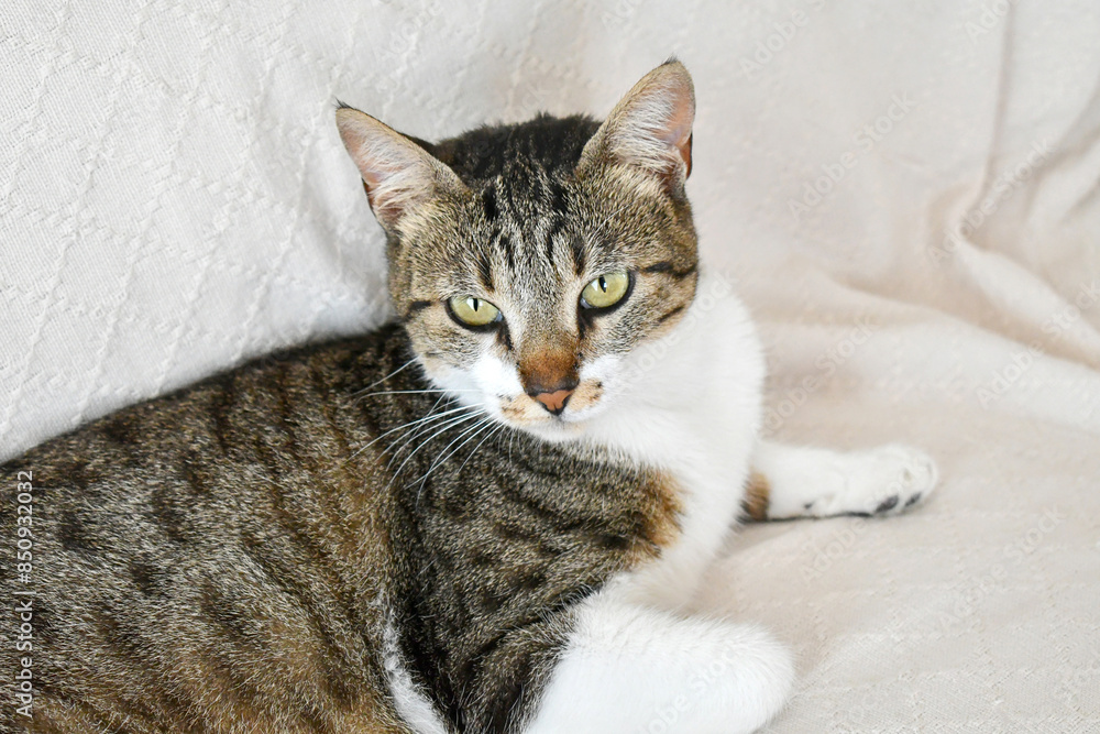 Tabby cat sitting looking at camera on sofa. Happy cat relaxing in a house. Tabby cat sitting looking at camera on sofa. Happy cat relaxing in a house.