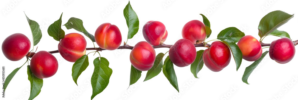 Ripe red peaches on a branch fresh fruit harvest on a transparent background Ripe red peaches on a branch fresh fruit harvest on a transparent background