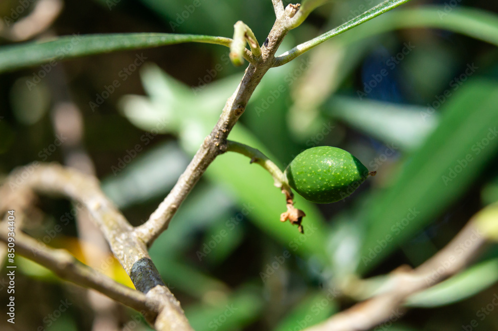 Natural detail: delicate olive on olive branch with blurred background. Natural detail: delicate olive on olive branch with blurred background.