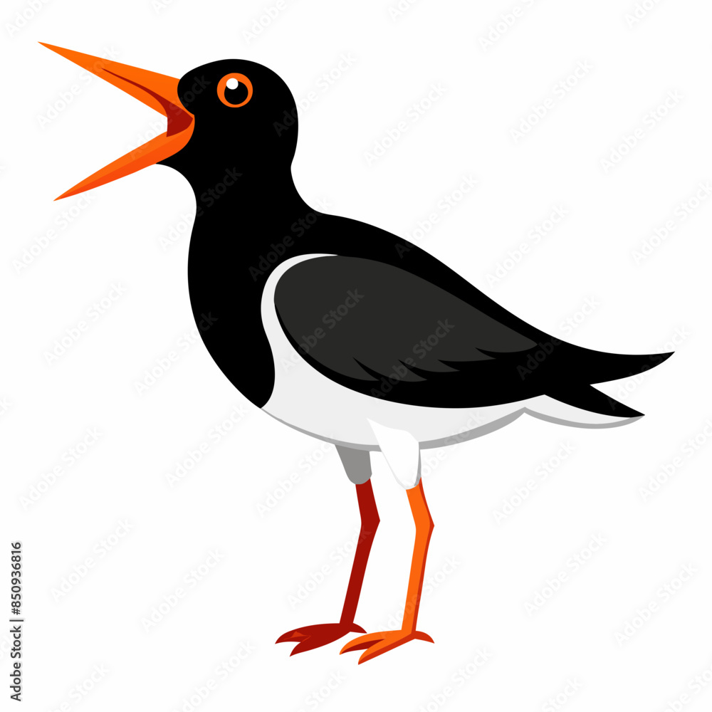 Canarian Oystercatcher bird screams icon vector Canarian Oystercatcher bird screams icon vector