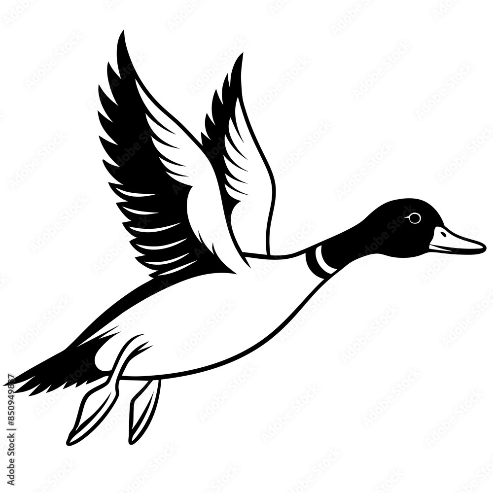 Flying duck isolated on white Flying duck isolated on white