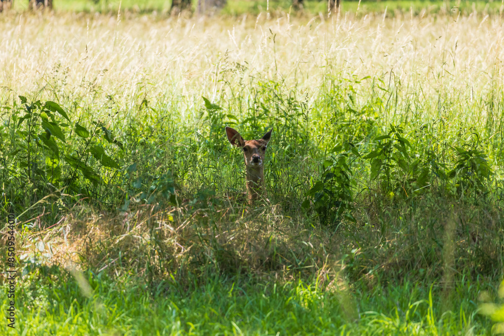 Sika deer - Cervus nippon is grazing in the forest and in the meadow. Photo from wild nature Sika deer - Cervus nippon is grazing in the forest and in the meadow. Photo from wild nature