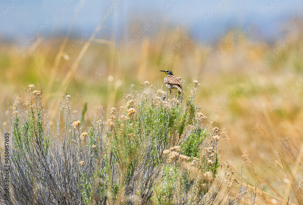 Obraz premium A Western Meadowlark siting on a shrub in its natural habitat of prairie and grasslands in a wild expansive field in Colorado.