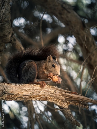 A red squirrel on a pine tree eating a pinecone, side view, Malaga, Spain © MatyasSipos