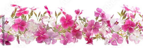 Beautiful Phlox Flowers on White Background for Decor Inspiration Generative AI photo