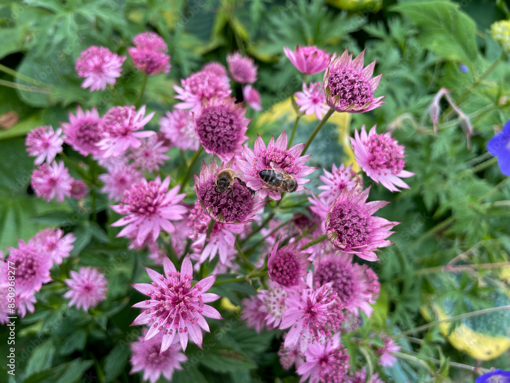 Beautiful blooming pink purple Astrantia major decorative flowers and bee insect close up in summer garden park Beautiful blooming pink purple Astrantia major decorative flowers and bee insect close up in summer garden park