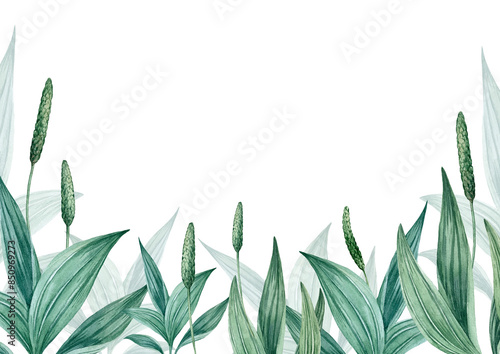 Billede på lærred Watercolor floral background with green leaves and plantain flowers
