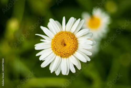 A close-up of an Oxeye daisy with white petals and a bright yellow center is set against a blurred green background. Another daisy in soft focus hints at a field or garden of flowers.