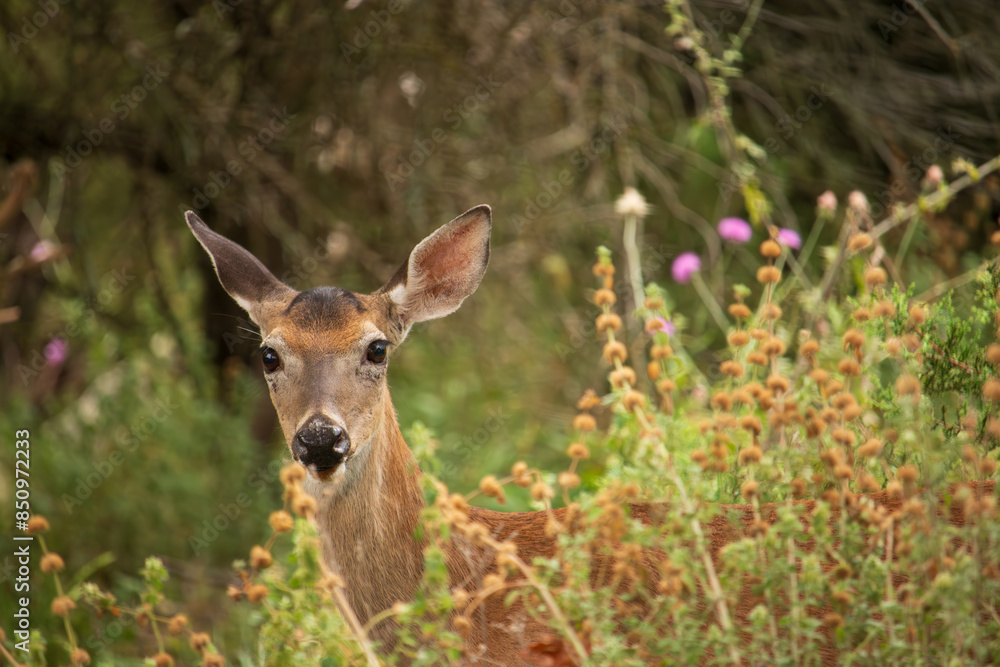 A curious deer peers through tall grass and wildflowers, ears perked and eyes focused on the observer. Its brown coat blends into the background, yet it stands out with an attentive gaze. A curious deer peers through tall grass and wildflowers, ears perked and eyes focused on the observer. Its brown coat blends into the background, yet it stands out with an attentive gaze.