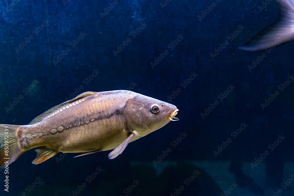 Fish Mirror carp Cyprinus carpio swiming in dark blue aquatic environment. Scales and fins highlighting its natural textures and colors. Environmental conservation and biodiversity Fish Mirror carp Cyprinus carpio swiming in dark blue aquatic environment. Scales and fins highlighting its natural textures and colors. Environmental conservation and biodiversity