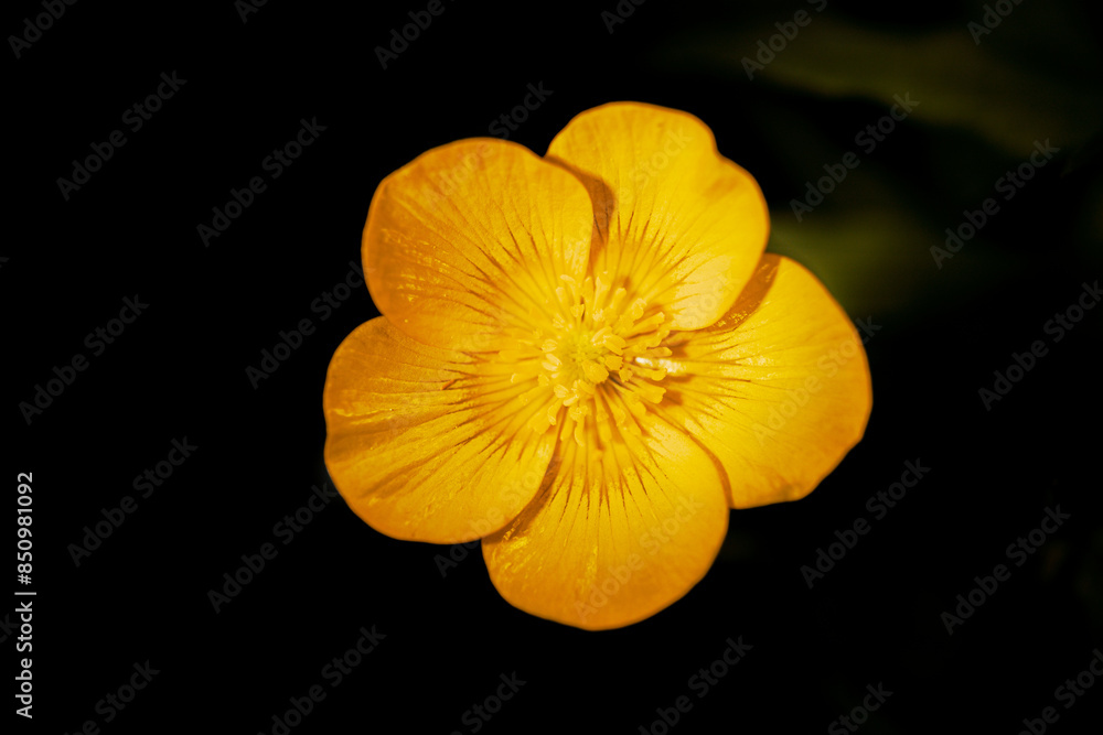 Fototapeta premium yellow flower on black