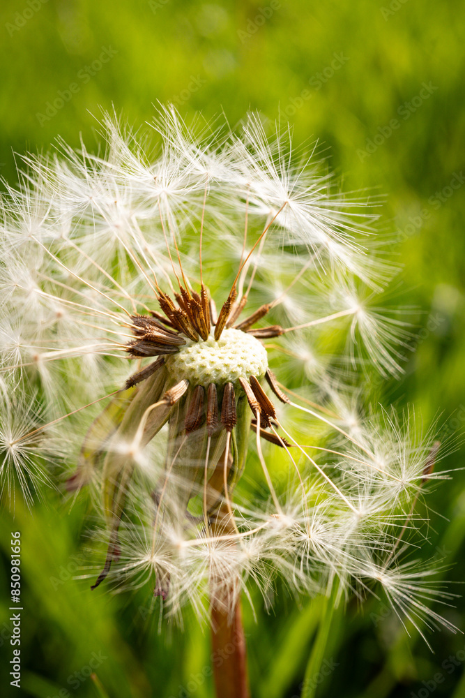 Fototapeta premium dandelion seed head