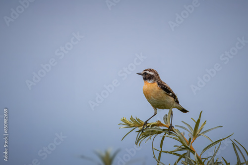 On a cloudy summer evening, a male whinchat sits atop the bush with a blue-grey background and looks toward the camera lens. photo