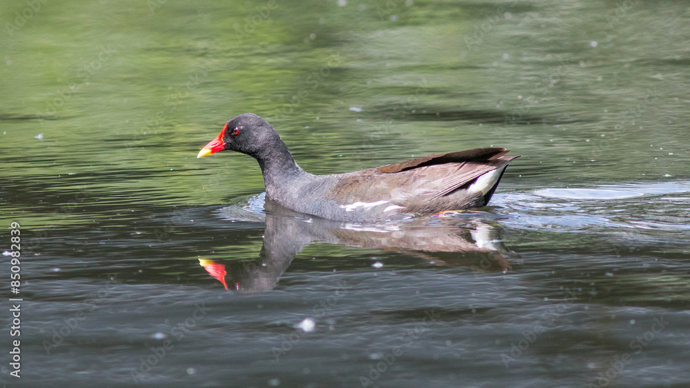 duck in the water duck in the water