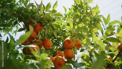 Wild ripe oranges hang in leaves on tree in sunlight. Urban landscaping with bright fruit trees against sky in sunny weather. Inedible decorative beautiful citrus fruits.