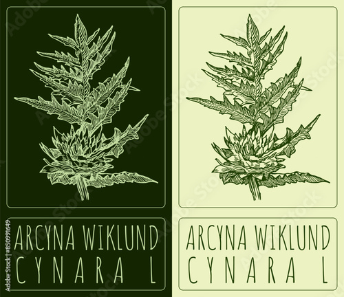 Fotografie Vector drawing ARCYNA WIKLUND