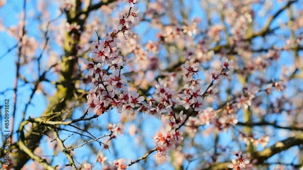 branch of a tree with buds branch of a tree with buds