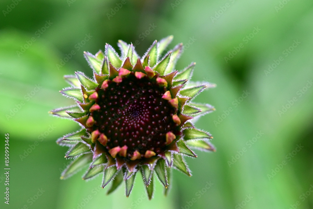 Knospe eines purpurroten Scheinsonnenhuts Knospe eines purpurroten Scheinsonnenhuts