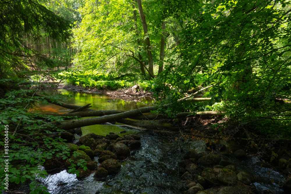 Hidden shallow stream flowing quietly through a fairytale forest Hidden shallow stream flowing quietly through a fairytale forest
