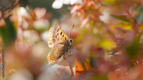 Btterfly with a lively background photo