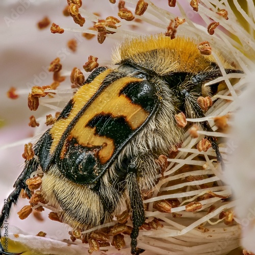 Gebänderter Pinselkäfer (Trichius fasciatus) photo