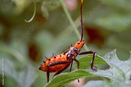 Closeup macro photo of insect in tropical nature photo