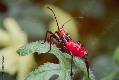 Closeup macro photo of insect in tropical nature. photo