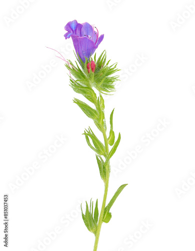 Purple Viper’s bugloss isolated on white background, Echium plantagineum