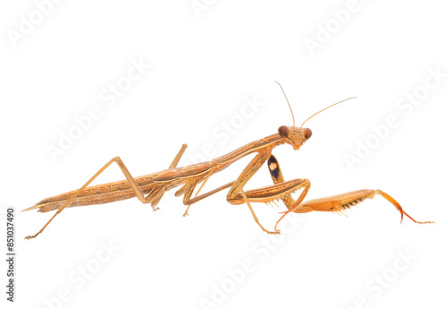 Wallpaper Mural Brown European mantis isolated on white background, Mantis religiosa male Torontodigital.ca
