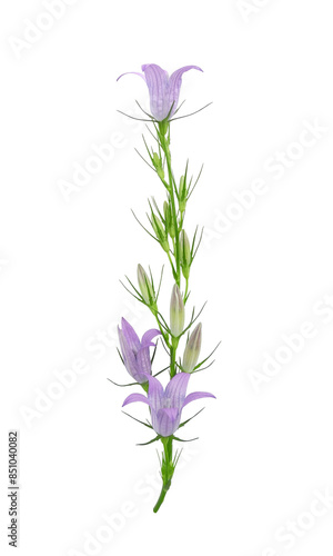 Twig of Campanula (Bellflower) with blue flowers and buds isolated on white background  