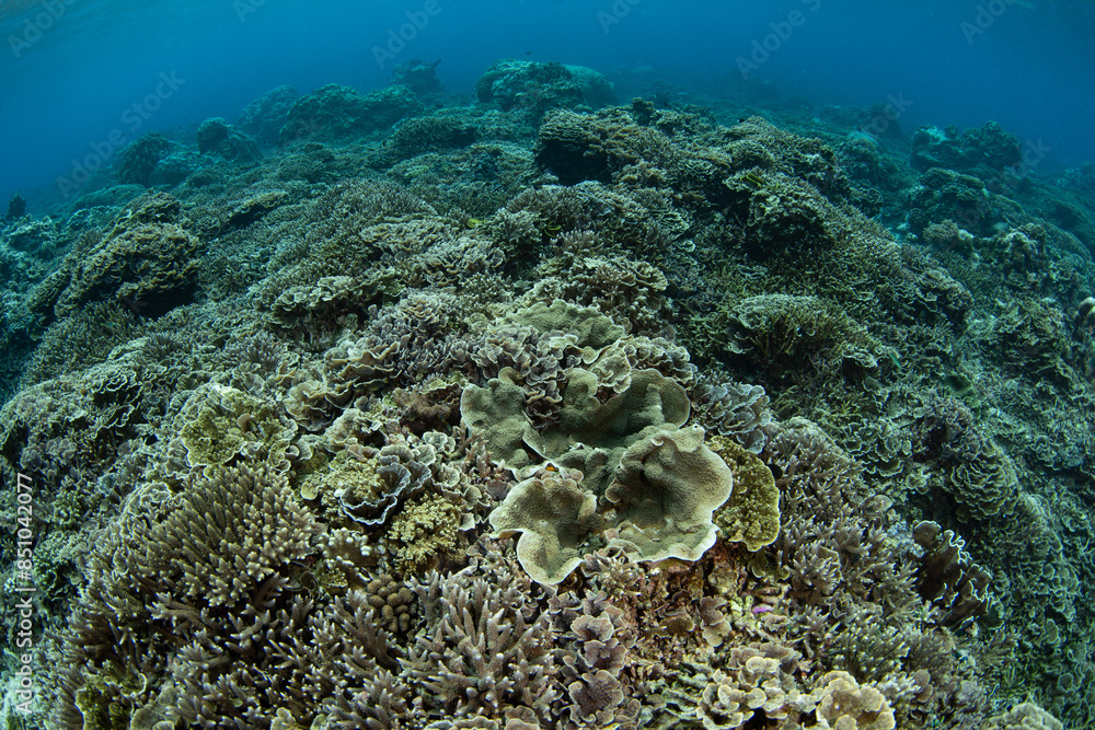 Fototapeta premium Healthy corals cover a reef slope on a remote island in the Forgotten Islands of Indonesia. This beautiful region harbors extraordinary marine biodiversity.