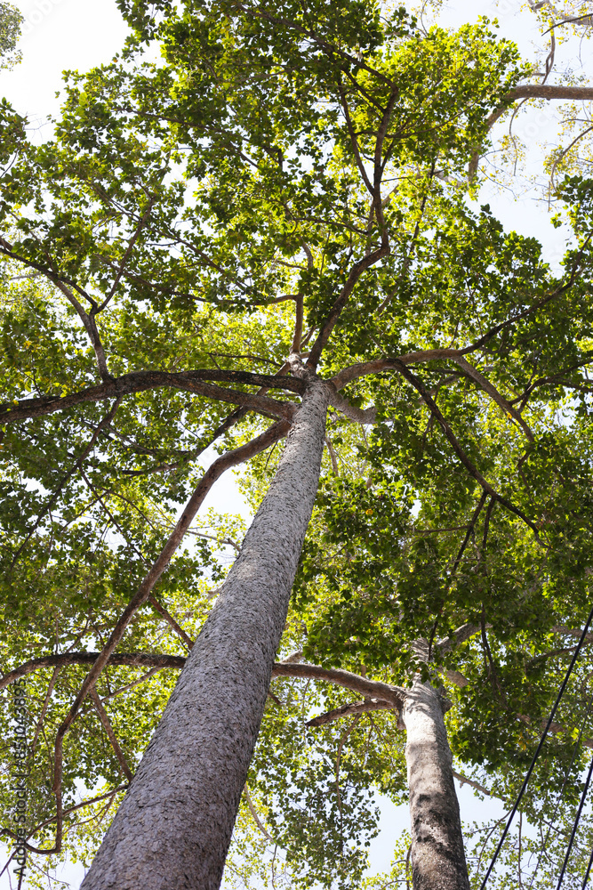 Naklejka premium Big and tall tree with branches