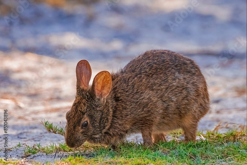 brown swamp rabbit eating in nature
 photo