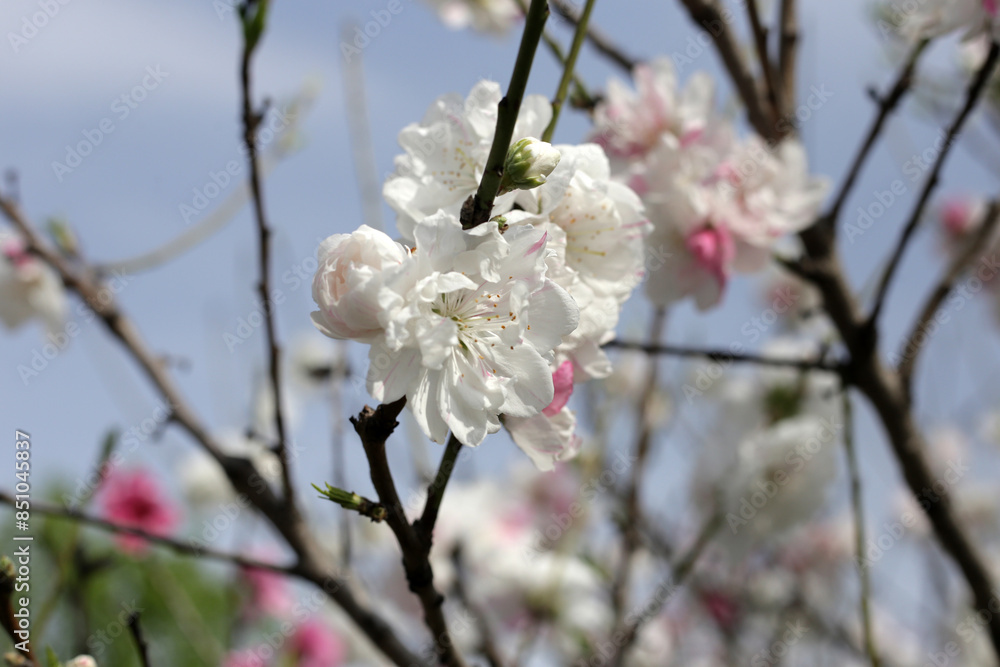 Beautiful sakura flowers, Japan cherry blossom