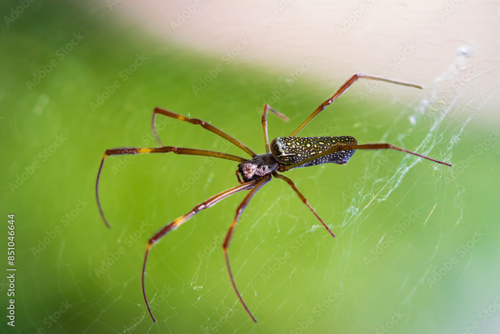 Nephila Spider Nephila Spider