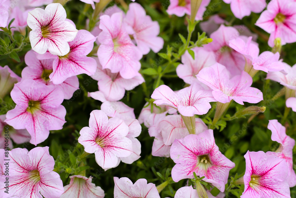 Fototapeta premium Blooming pink and white surfinia flowers
