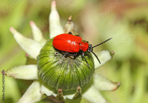 Lilioceris lilii: piccolo crisomelide rosso lacca parassita dei gigli photo