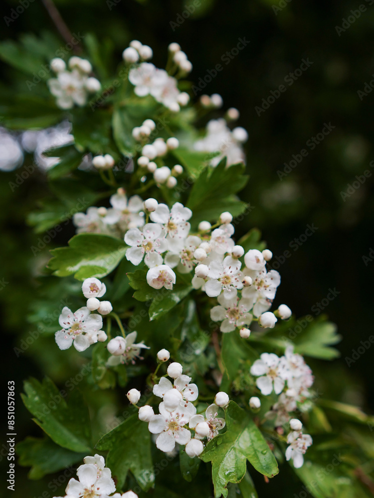 A beautiful white flower bush with a bright sun shining on it. The sun is casting a warm glow on the flowers, making them look even more vibrant and alive. The scene is peaceful and serene. City park A beautiful white flower bush with a bright sun shining on it. The sun is casting a warm glow on the flowers, making them look even more vibrant and alive. The scene is peaceful and serene. City park