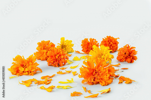 Marigold flowers on a white background. Composition for the Day of the Dead and Indian holidays, Mockup card. copy space