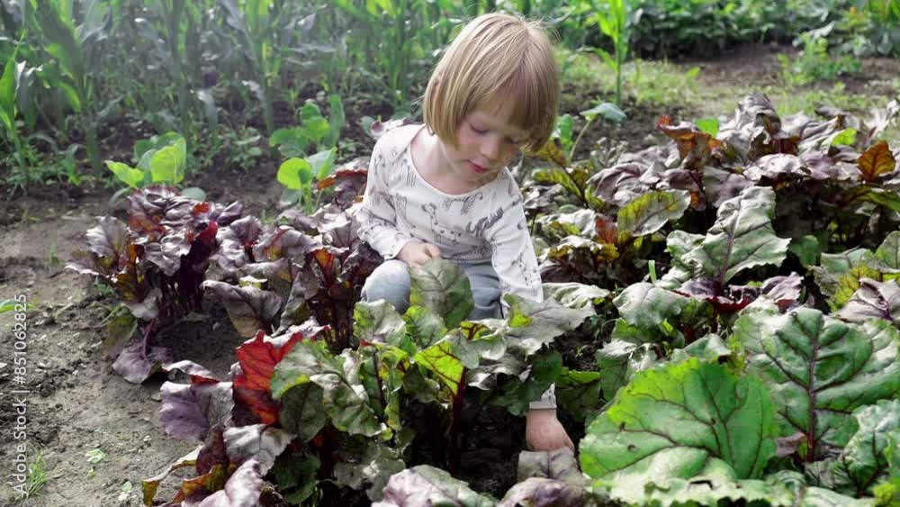 A beautiful child cleans the plants from weeds in the garden. Boy helps in the garden weeding grass into organic vegetables A beautiful child cleans the plants from weeds in the garden. Boy helps in the garden weeding grass into organic vegetables