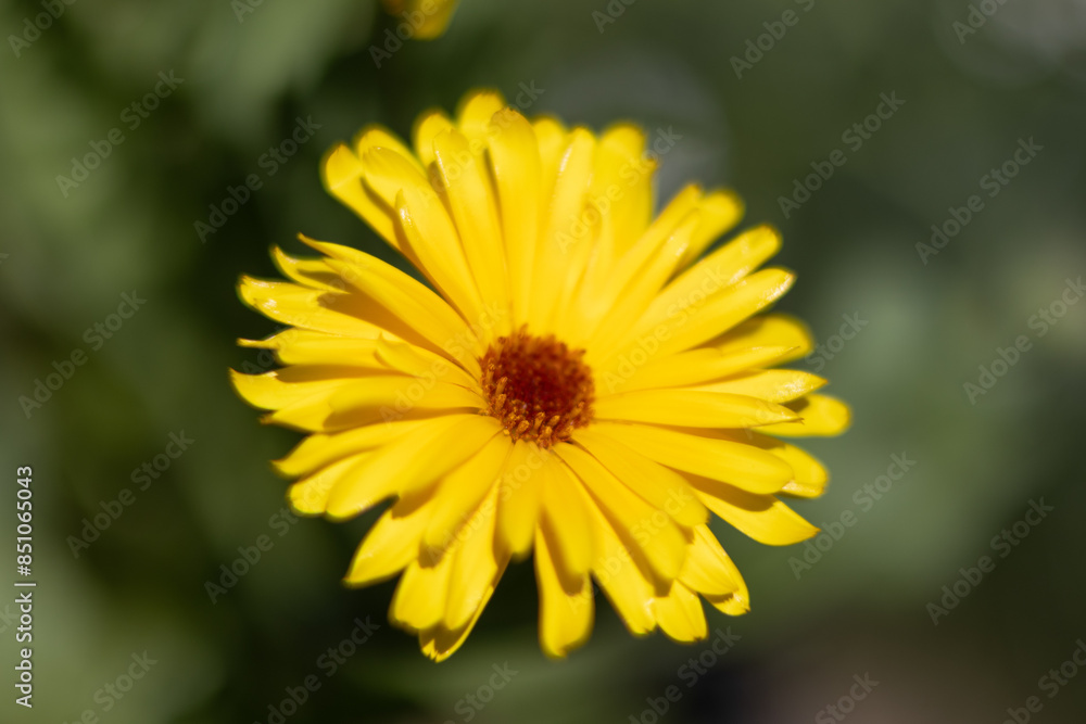 Yellow Daisy Close-up Yellow Daisy Close-up