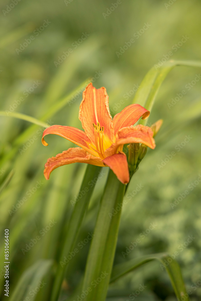 Blooming single orange lily stem in a field Blooming single orange lily stem in a field