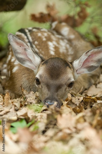 Newborn red deer baby calf (Cervus elaphus) resting on dry leaves on the forest floor 