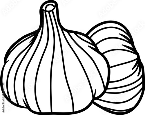 Garlic outline illustration vector