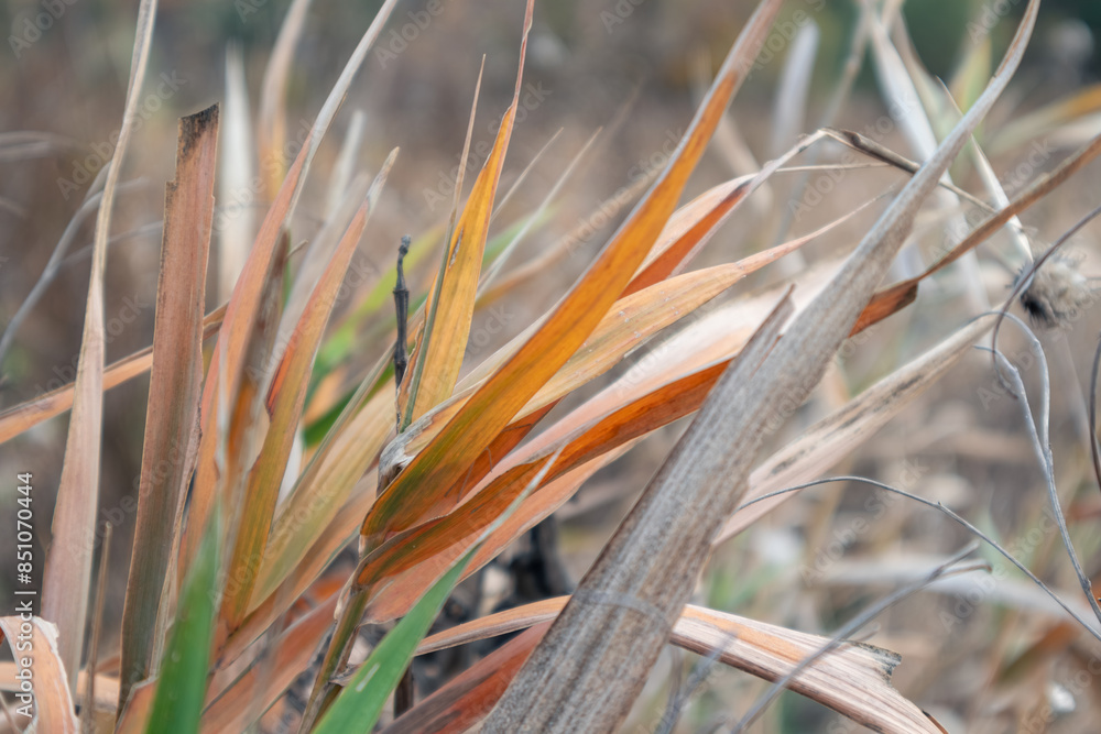 Dry autumn reeds grass with sharp colorful leaves close-up Dry autumn reeds grass with sharp colorful leaves close-up