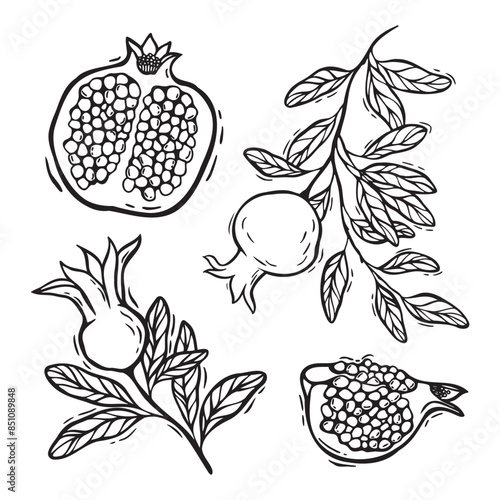 Pomegranate fruits in a section, a burst pomegranate, branches with pomegranate leaves. Vector botanical black and white set in linocut style. For the design of food and cosmetics packaging, menus.