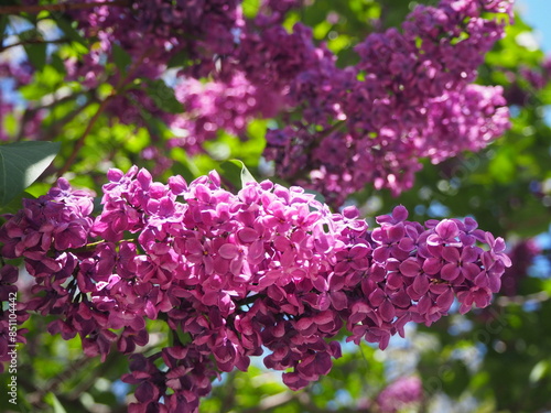 紫色のライラックの花