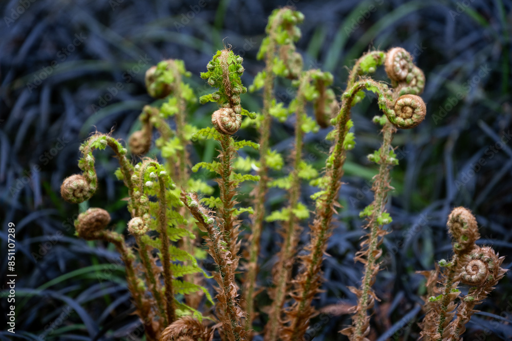 Contrast in nature, fresh new bight green spring growth of a bracken fern with golden fiddleheads against a background of black mondo grass, as a nature background
Contrast in nature, fresh new bight green spring growth of a bracken fern with golden fiddleheads against a background of black mondo grass, as a nature background
