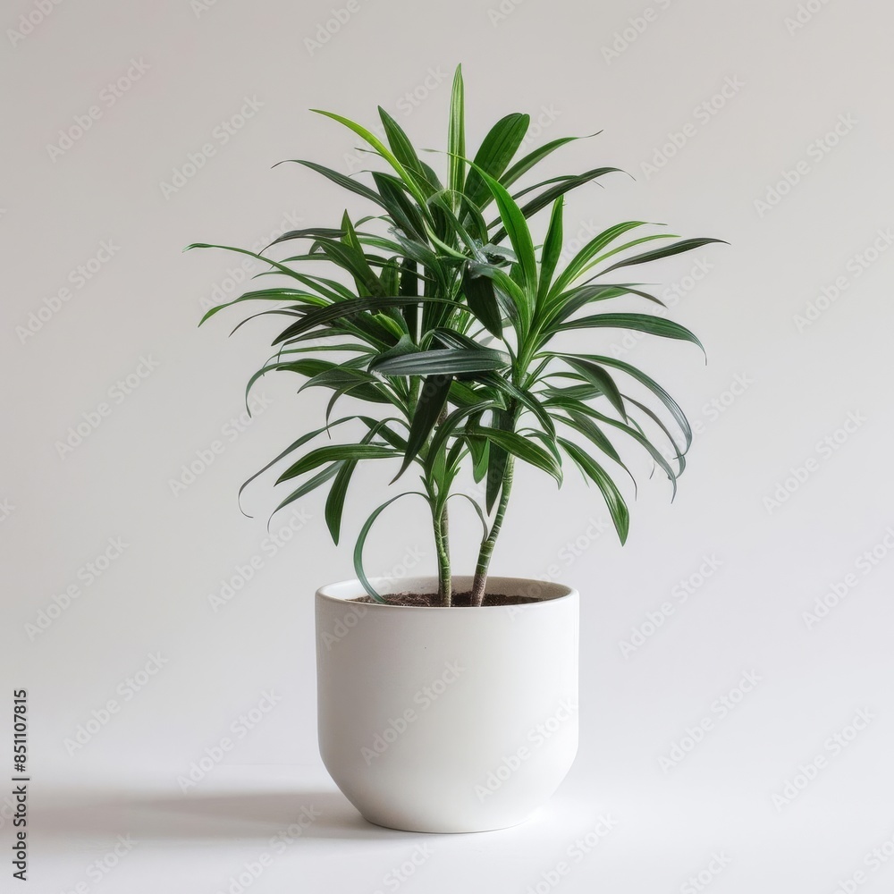 Dracaena in a matte white ceramic pot with a minimalist design isolated on a solid white background Dracaena in a matte white ceramic pot with a minimalist design isolated on a solid white background