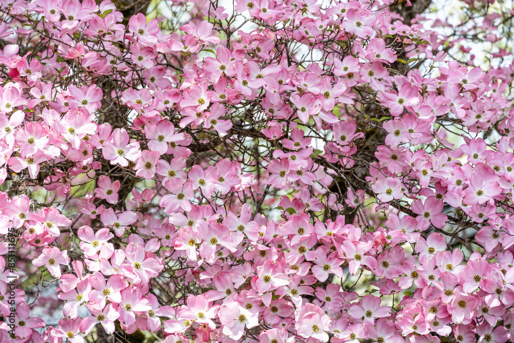 Closeup of cheerful pink flowers of dogwood tree blooming on a sunny spring day, as a nature background
Closeup of cheerful pink flowers of dogwood tree blooming on a sunny spring day, as a nature background
